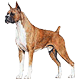 Red dog